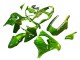 2000-2001 Kawasaki ZX9R Motorcycle Fairings - Green Flame Canada Websites